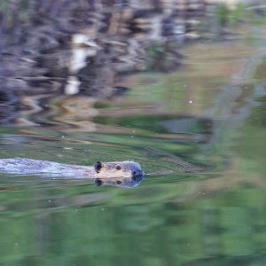 beaver, river, water-7374074.jpg