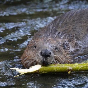 beaver, rodent, castor fiber-6403610.jpg