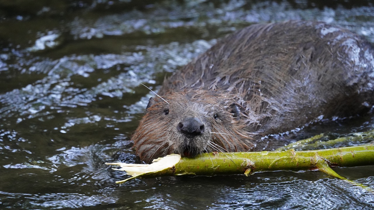 beaver, rodent, castor fiber-6403610.jpg